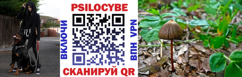 наркотики Пролетарск Псилоцибиновые грибы Psilocybine cubensis